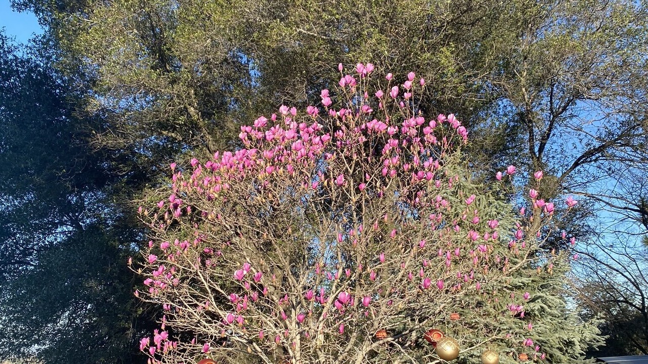 Photo of Outdoor in Shingle Springs