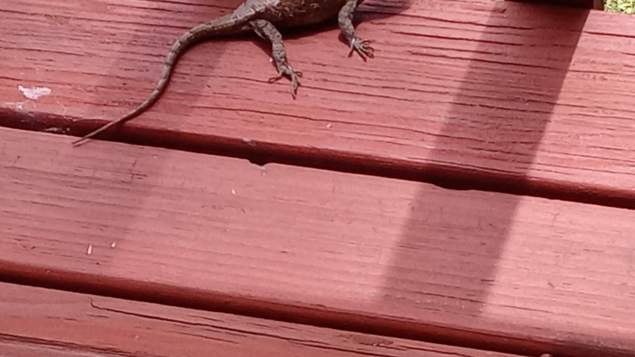 Photo of Patio Balcony in Berryville