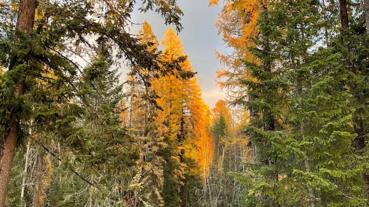 Photo of Others in Sagle