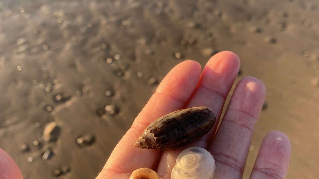 Photo of Outdoor in Surfside Beach