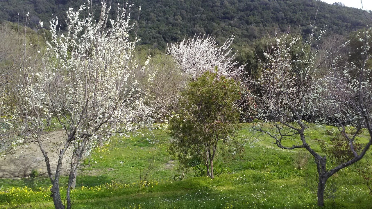 Photo of Others in Taglio-Isolaccio