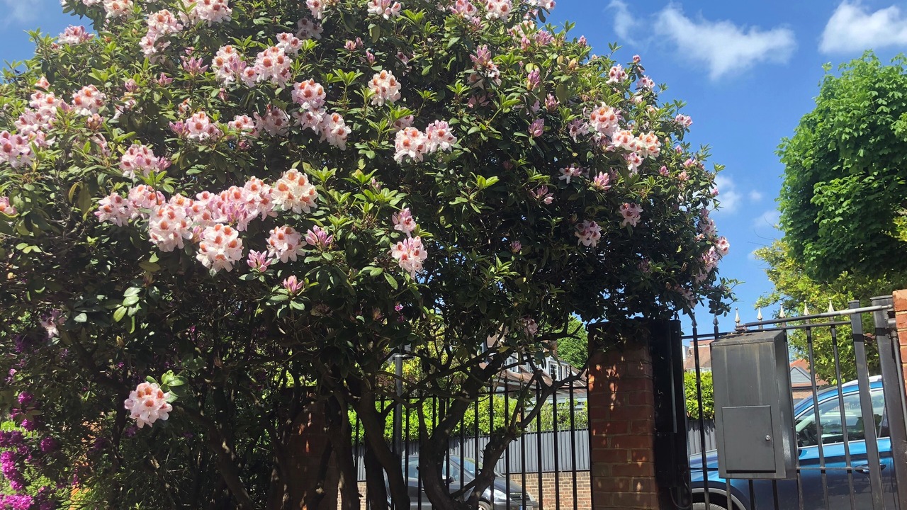 Photo of Others in Frognal and Fitzjohns