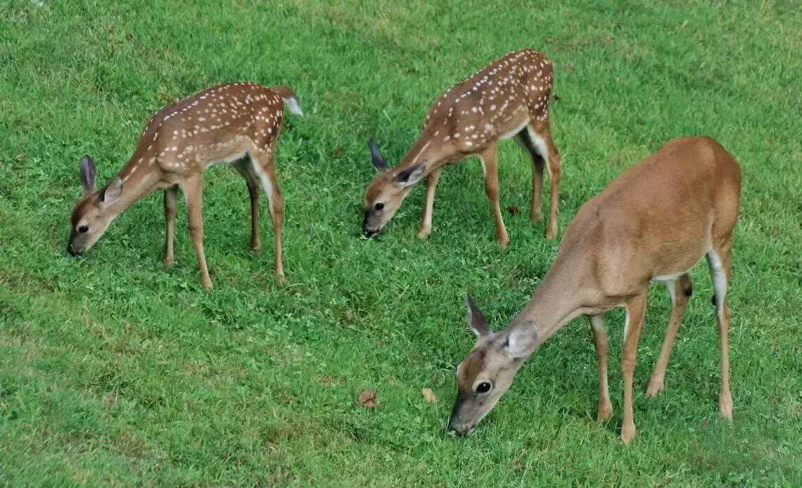 Photo of Others in Blairsville