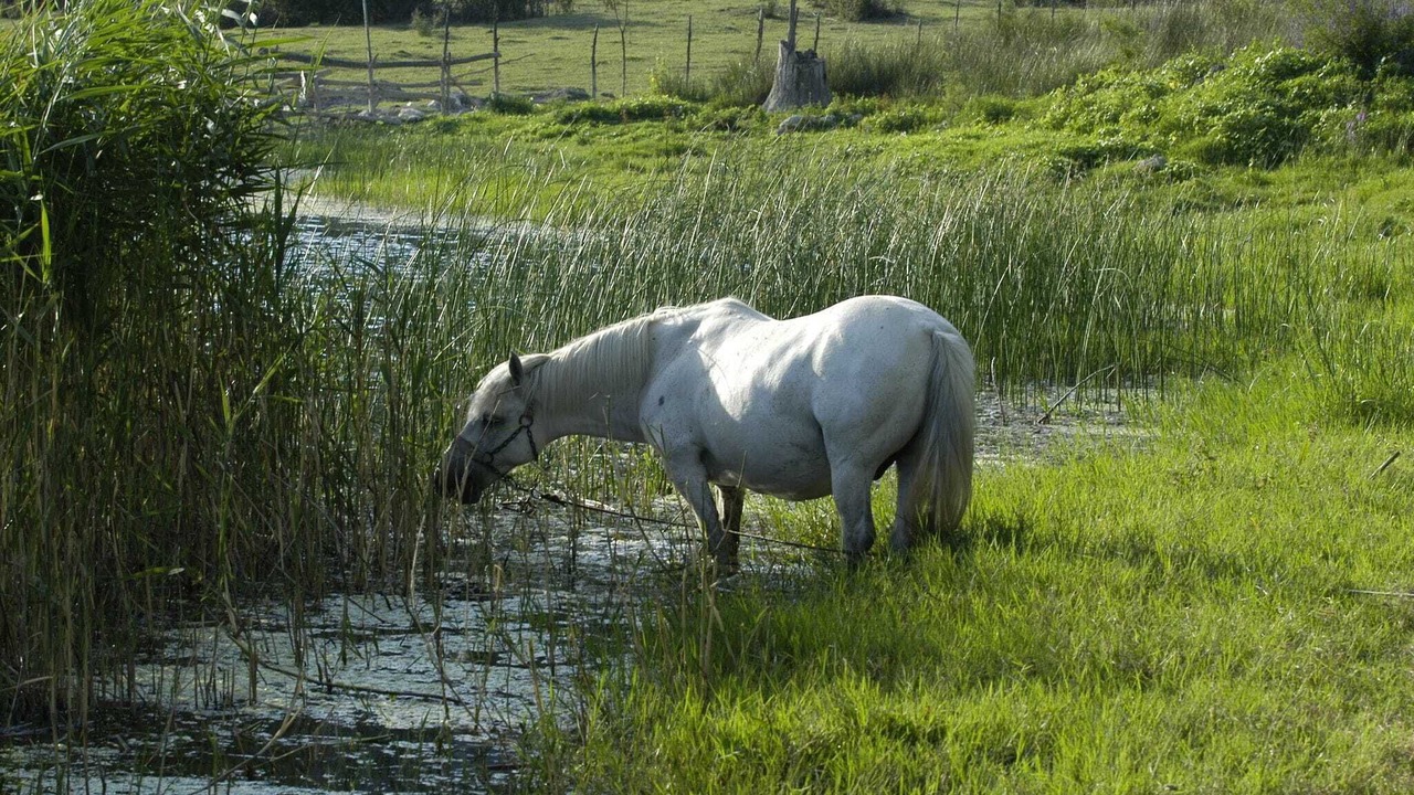 Photo of Others in Peracko Blato