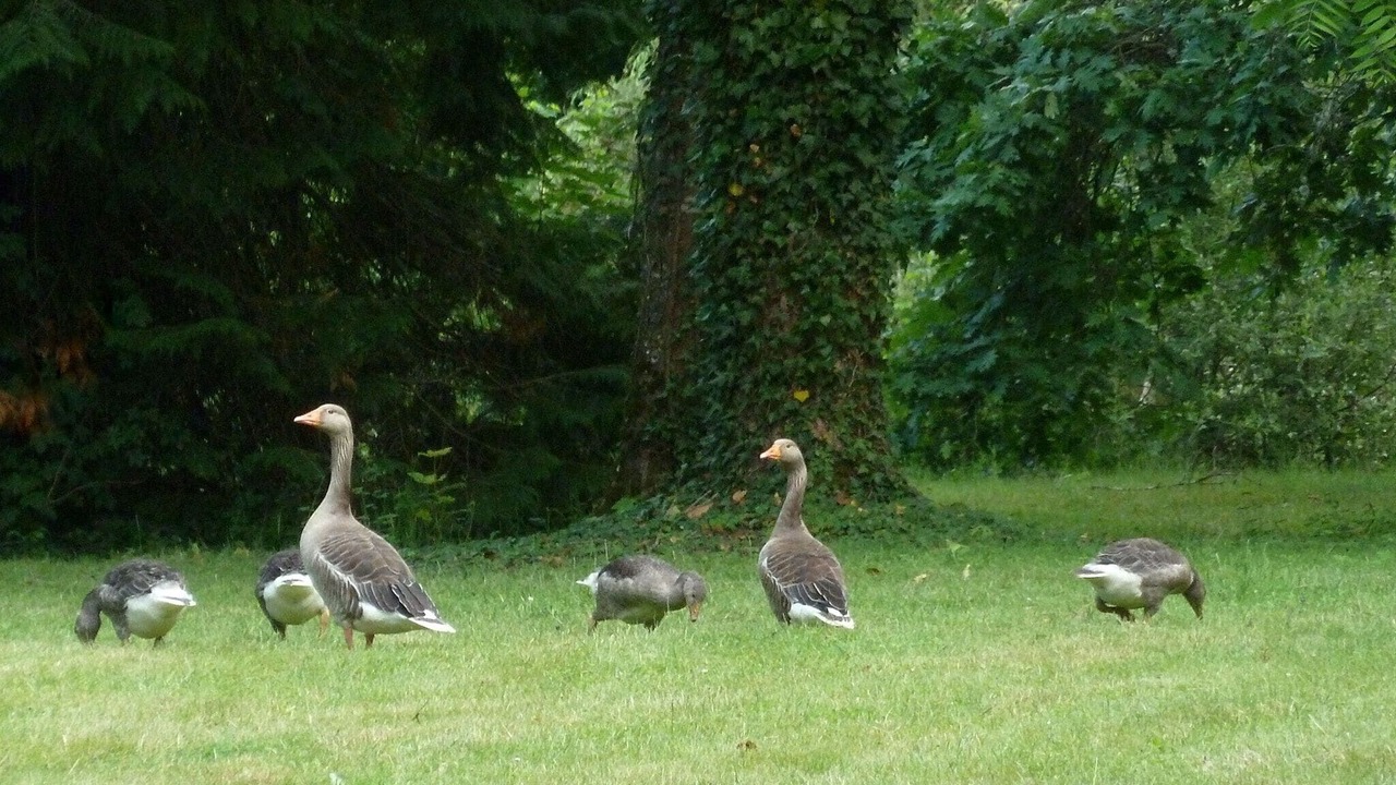 Photo of Others in Chateau-sur-Allier