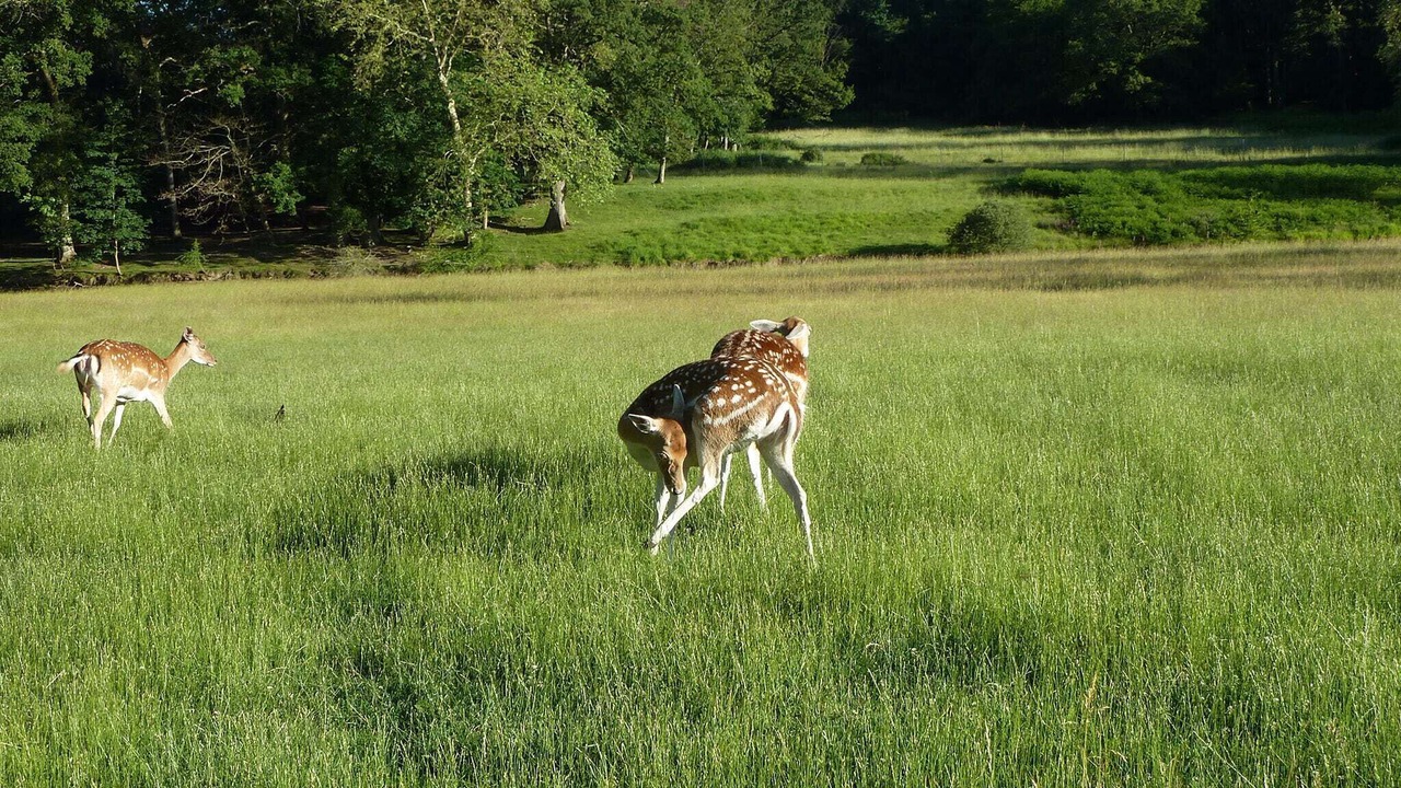 Photo of Others in Chateau-sur-Allier
