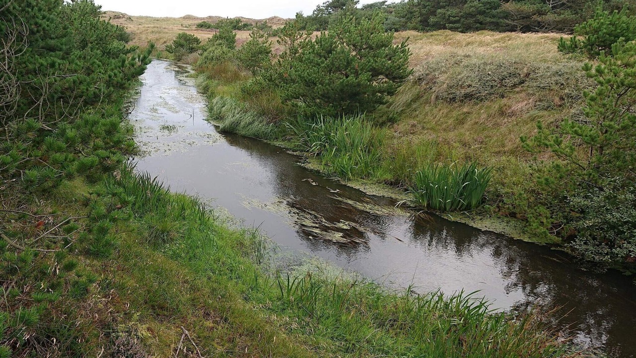 Photo of Others in Grærup Strand