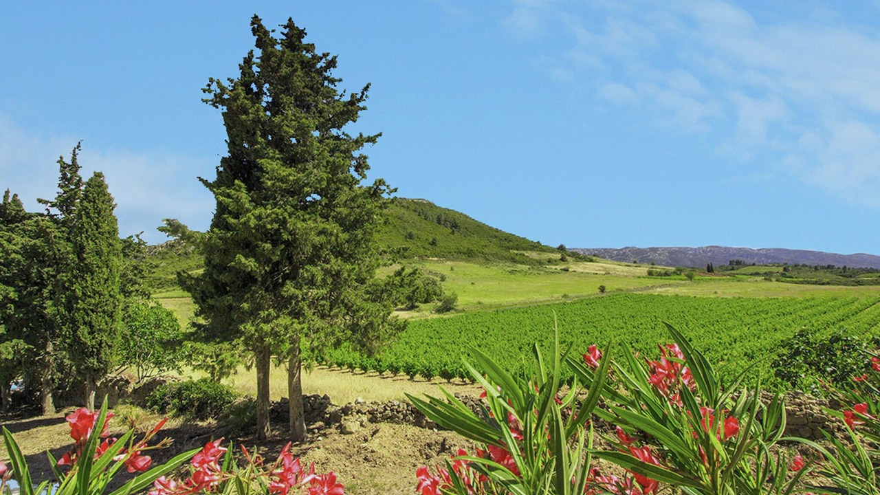 Photo of Others in Villeseque-des-Corbieres