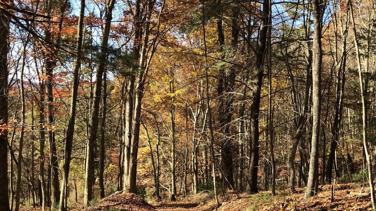 Photo of Outdoor in Gap Mills