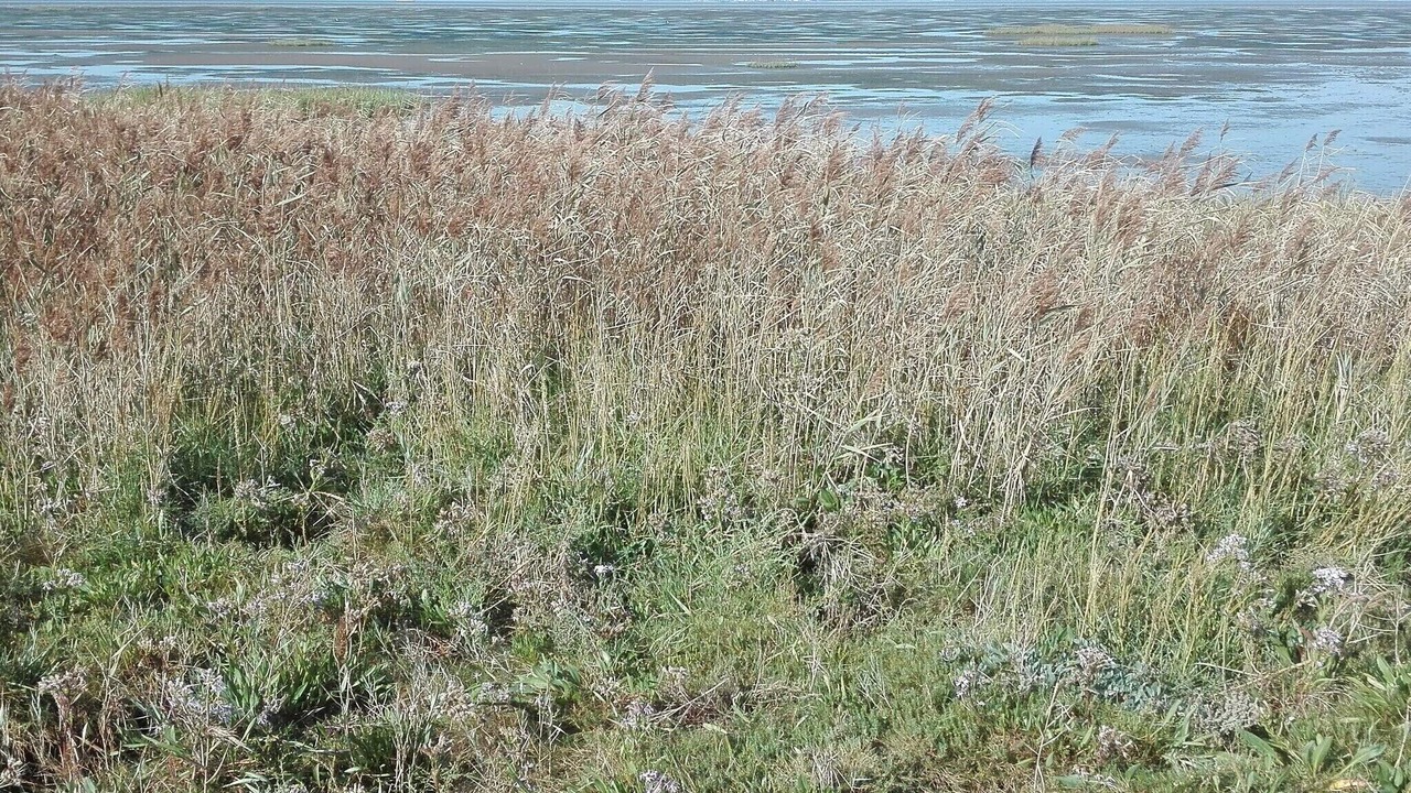 Photo of Others in Ballum