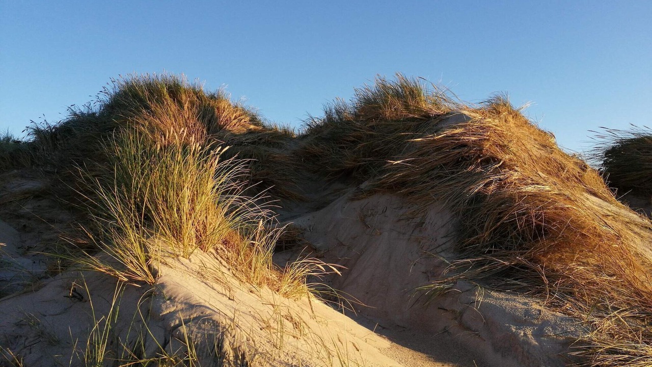 Photo of Others in Lodbjerg Hede