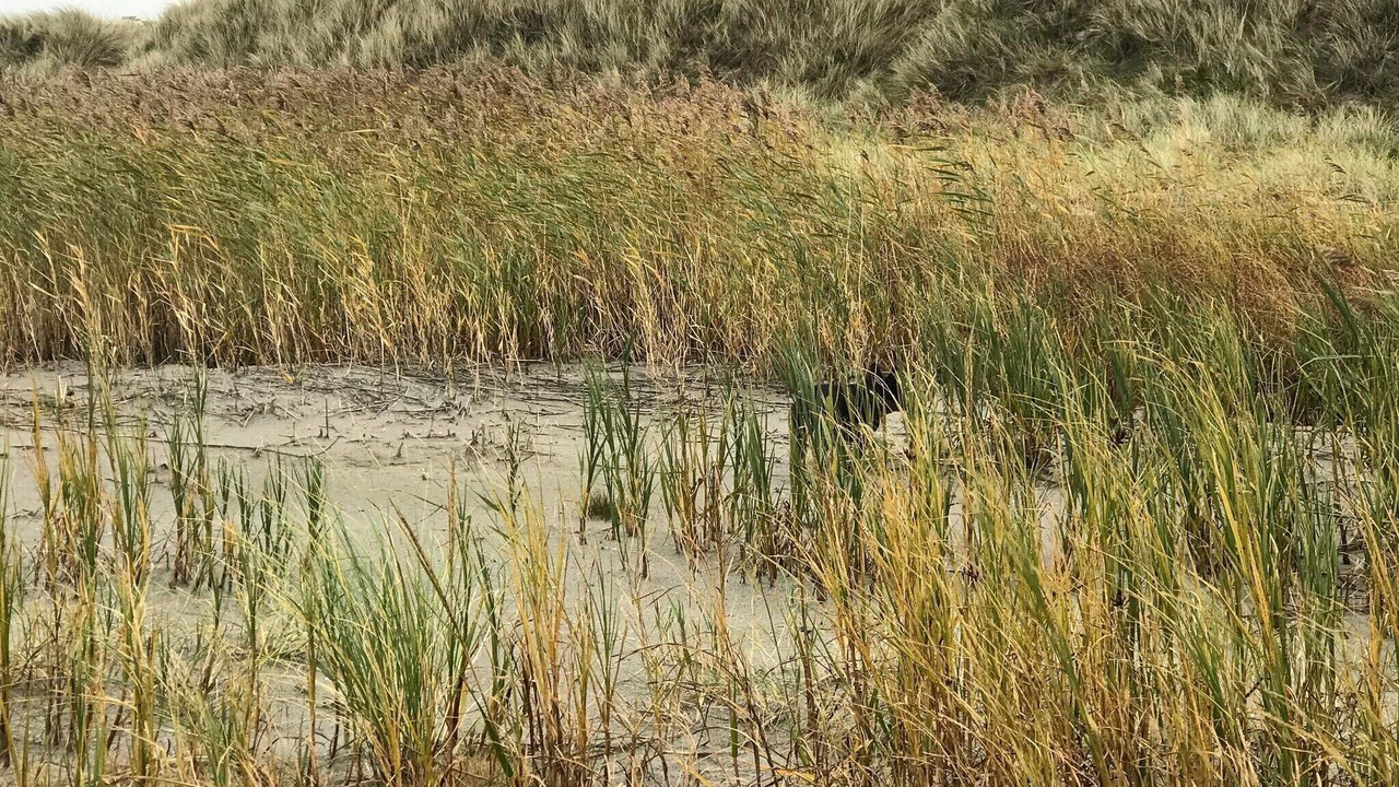 Photo of Others in Vestero Havn