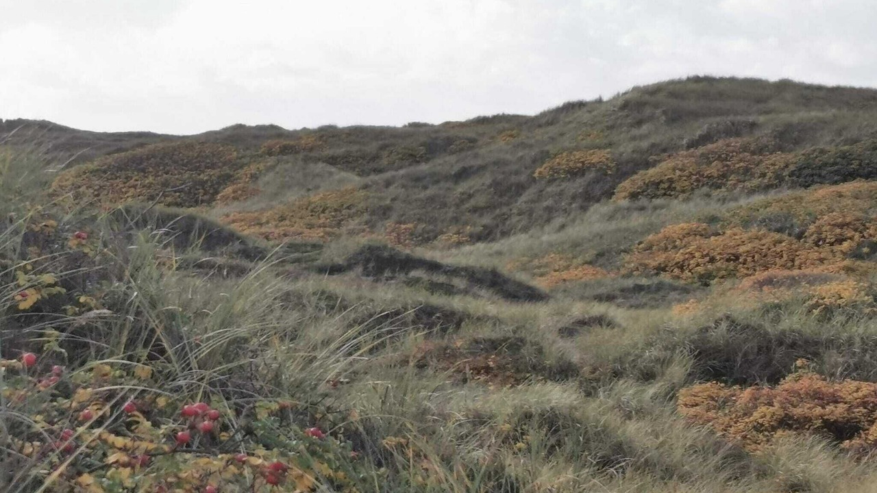 Photo of Others in Henne Strand