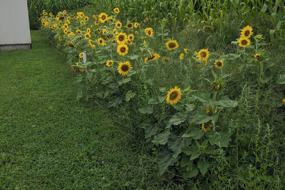 Photo of Outdoor in Berrien Springs