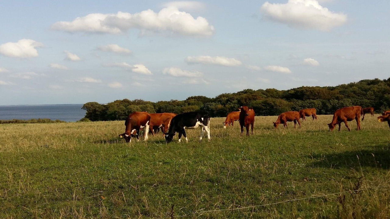 Photo of Others in Vester Grønning