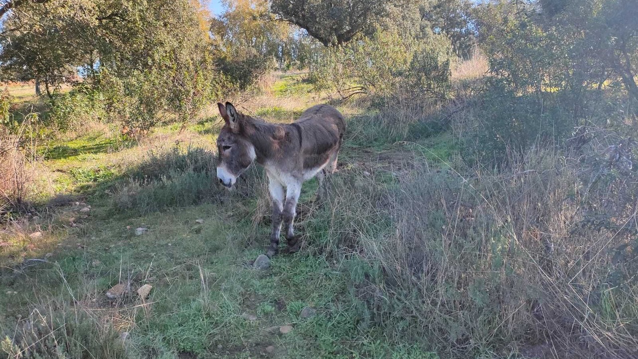 Photo of Outdoor in Peraleda de la Mata
