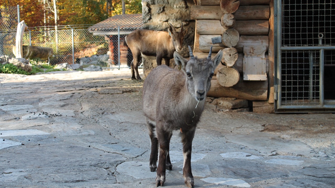 Photo of Outdoor in Schwanden bei Brienz