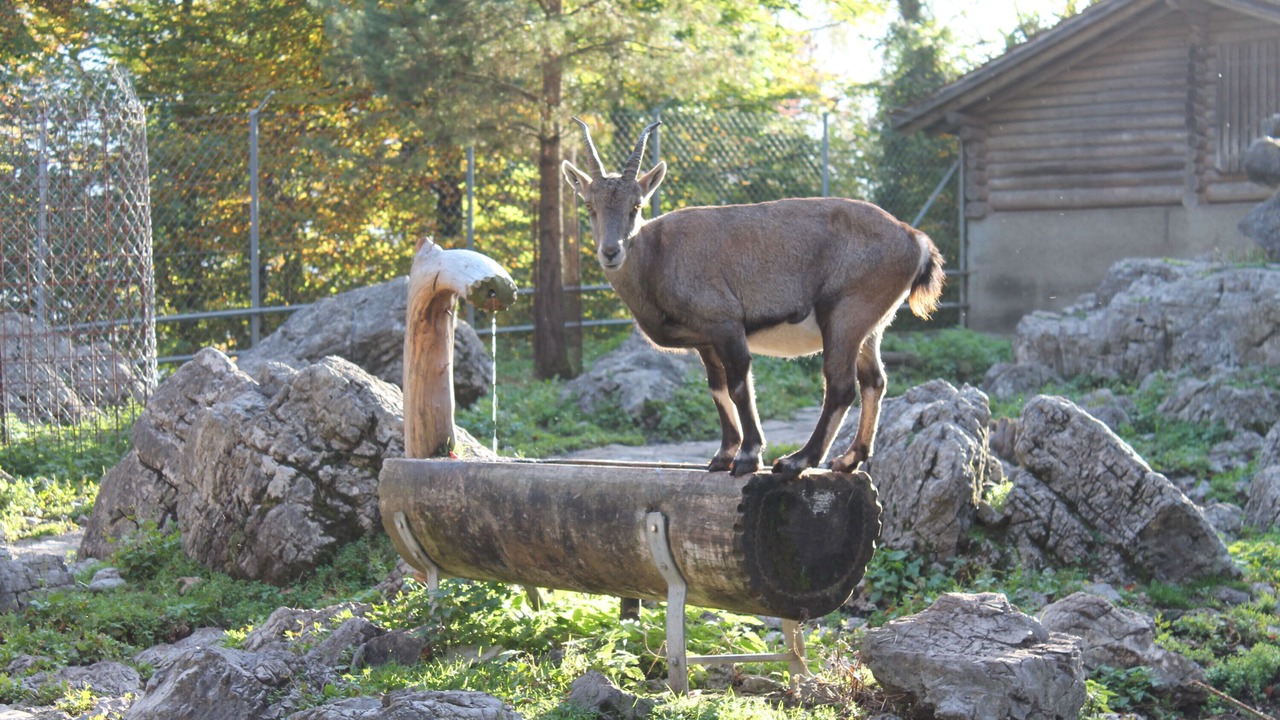 Photo of Outdoor in Schwanden bei Brienz