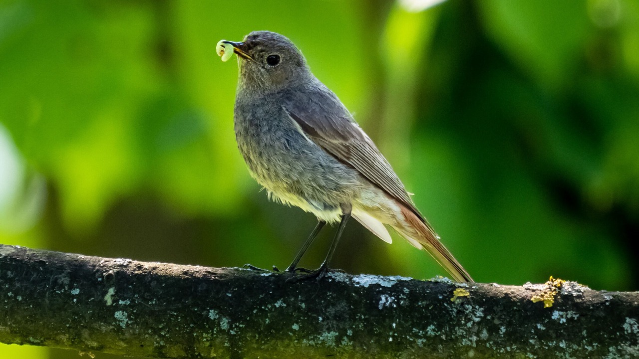 Photo of Outdoor in Laval-du-Tarn