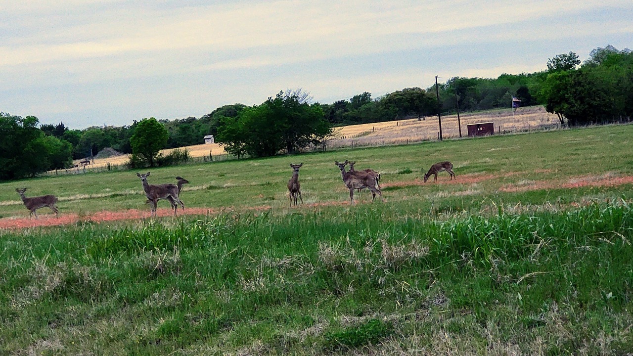 Photo of Outdoor in Pilot Point
