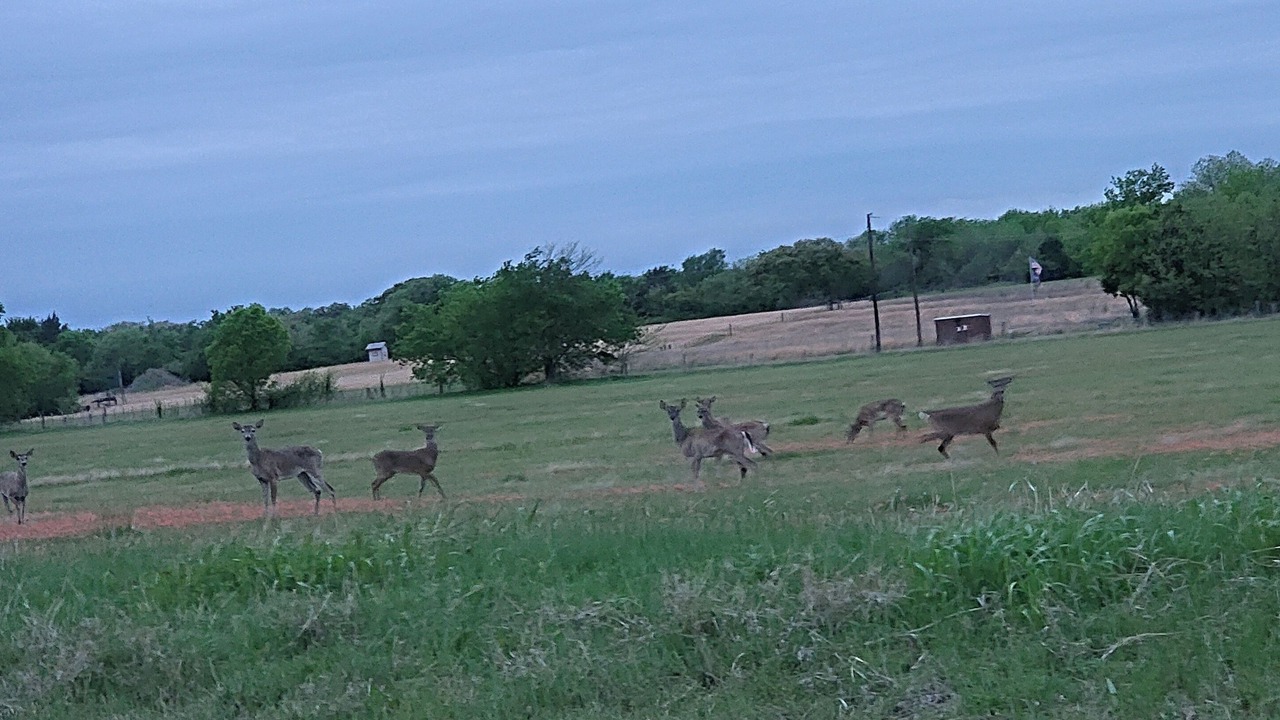 Photo of Outdoor in Pilot Point