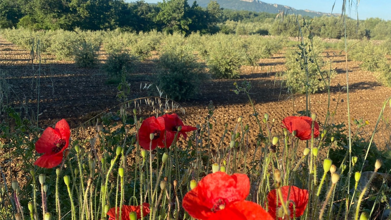 Photo of Outdoor in Fons-sur-Lussan