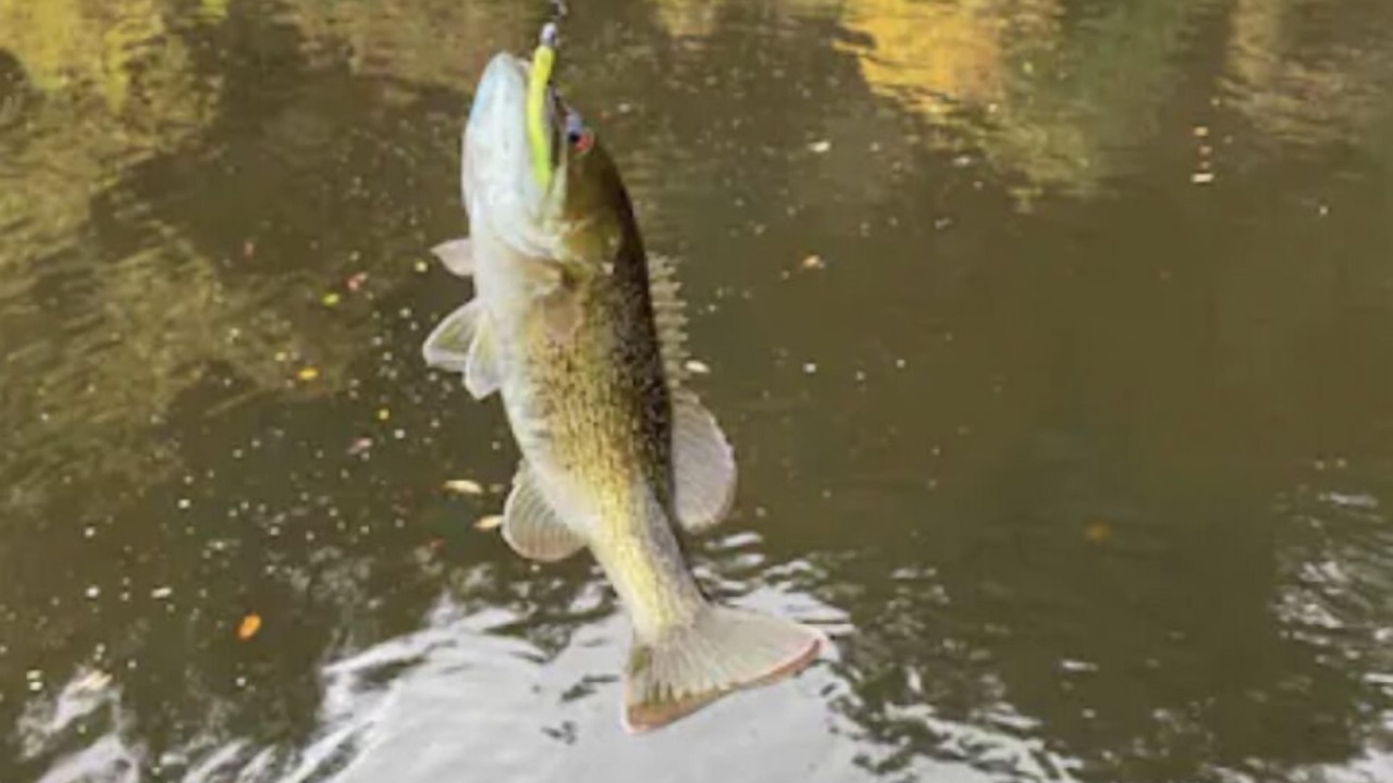 Photo of Others in Auburn
