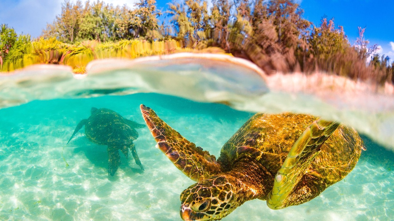 Photo of Outdoor in Ko Olina