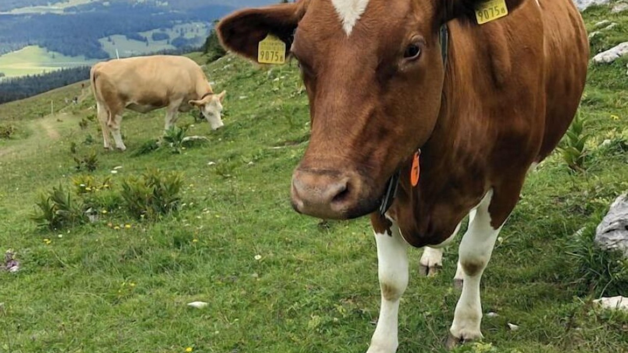 Photo of Others in Lons-le-Saunier