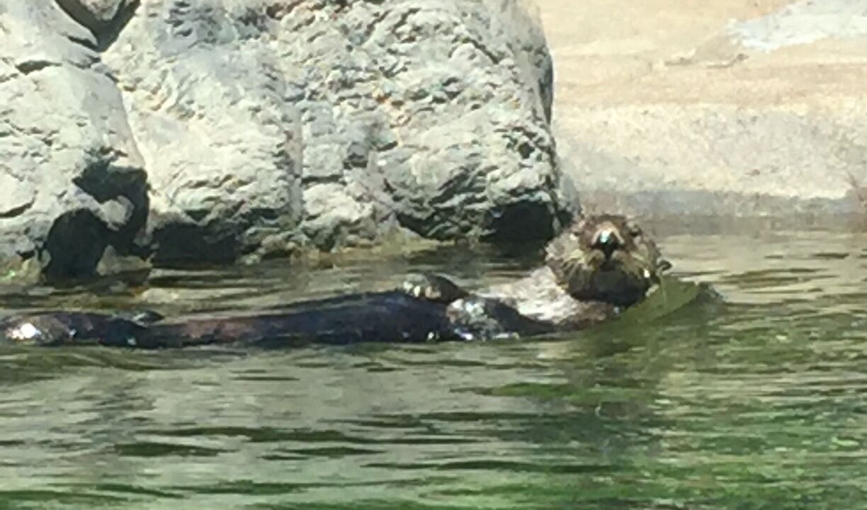 Photo of Others in Agate Beach