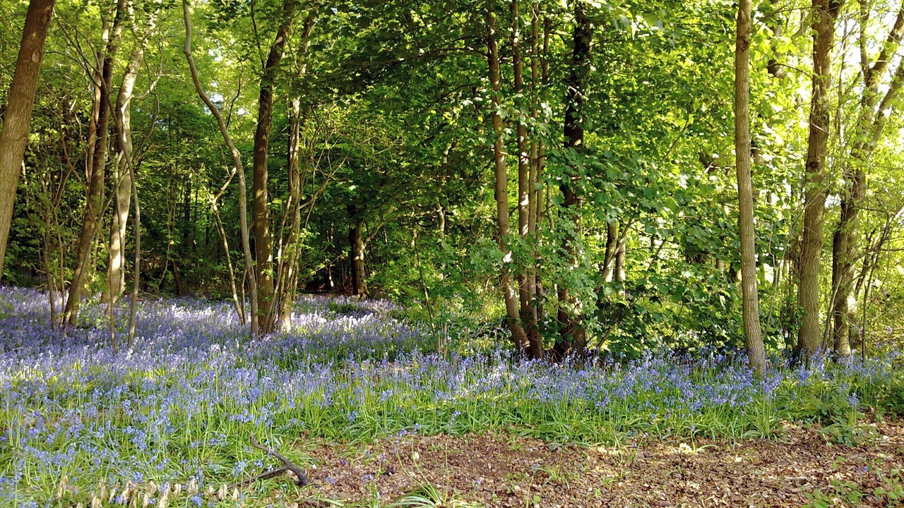 Photo of Outdoor in Bromham