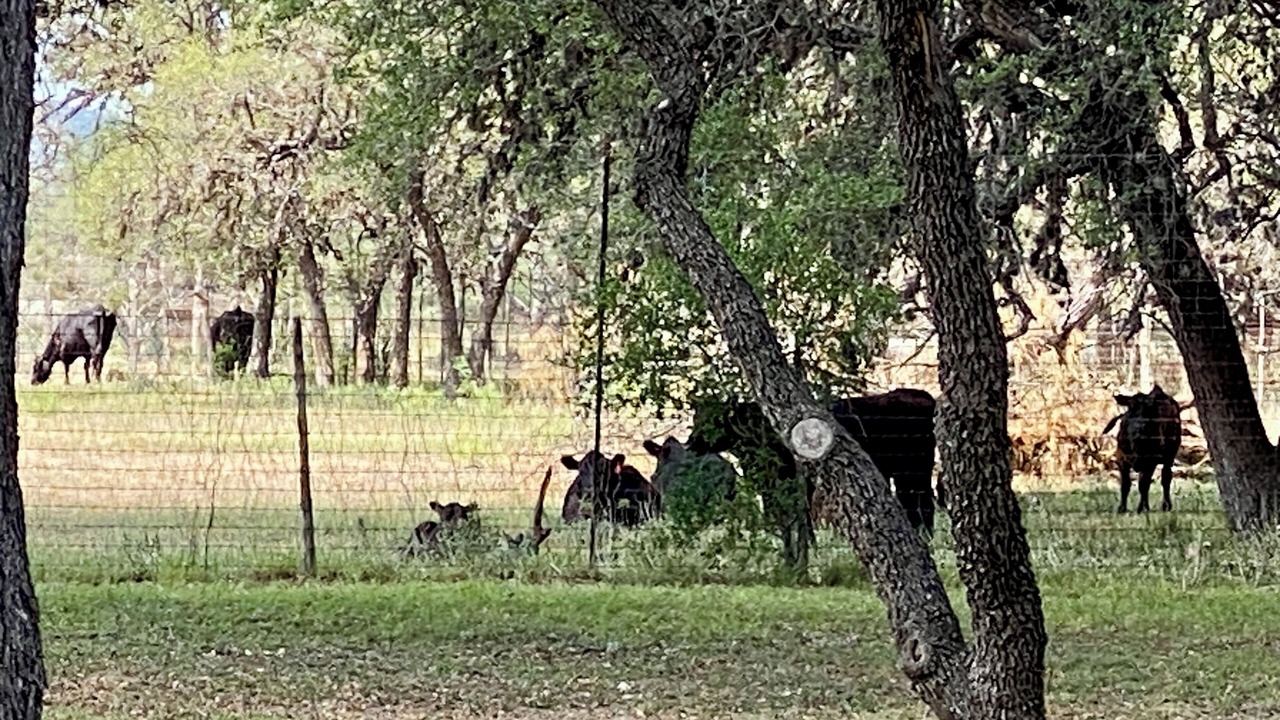 Photo of Others in Leakey