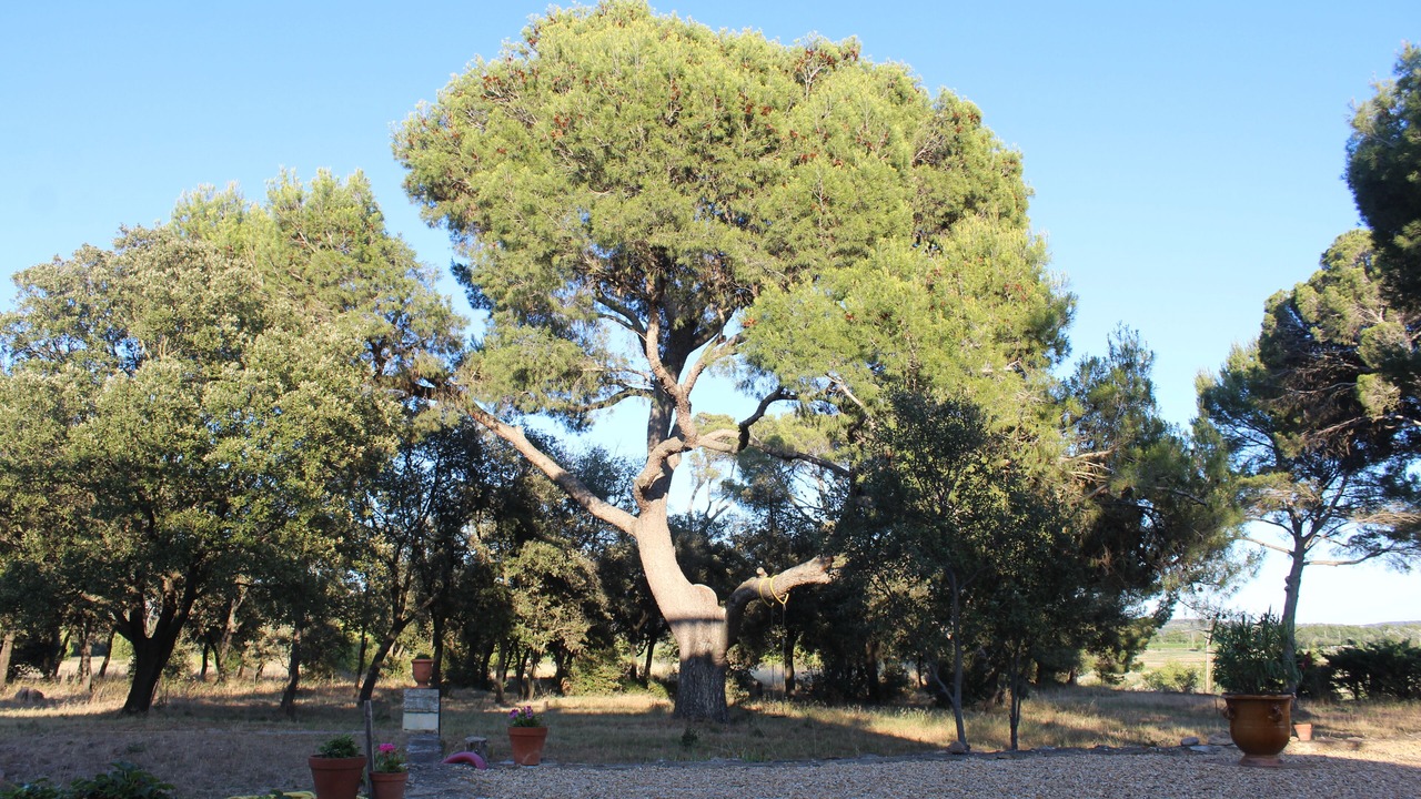 Photo of Outdoor in Narbonne