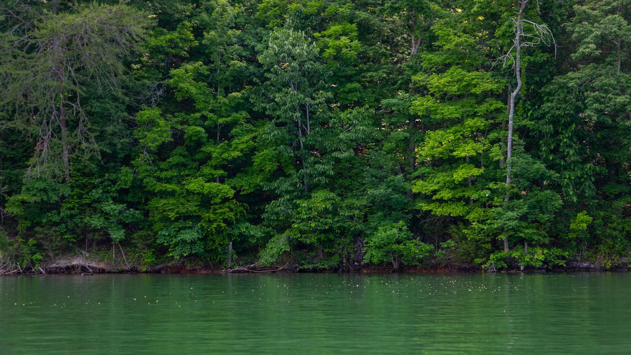 Photo of Others in Big Creek