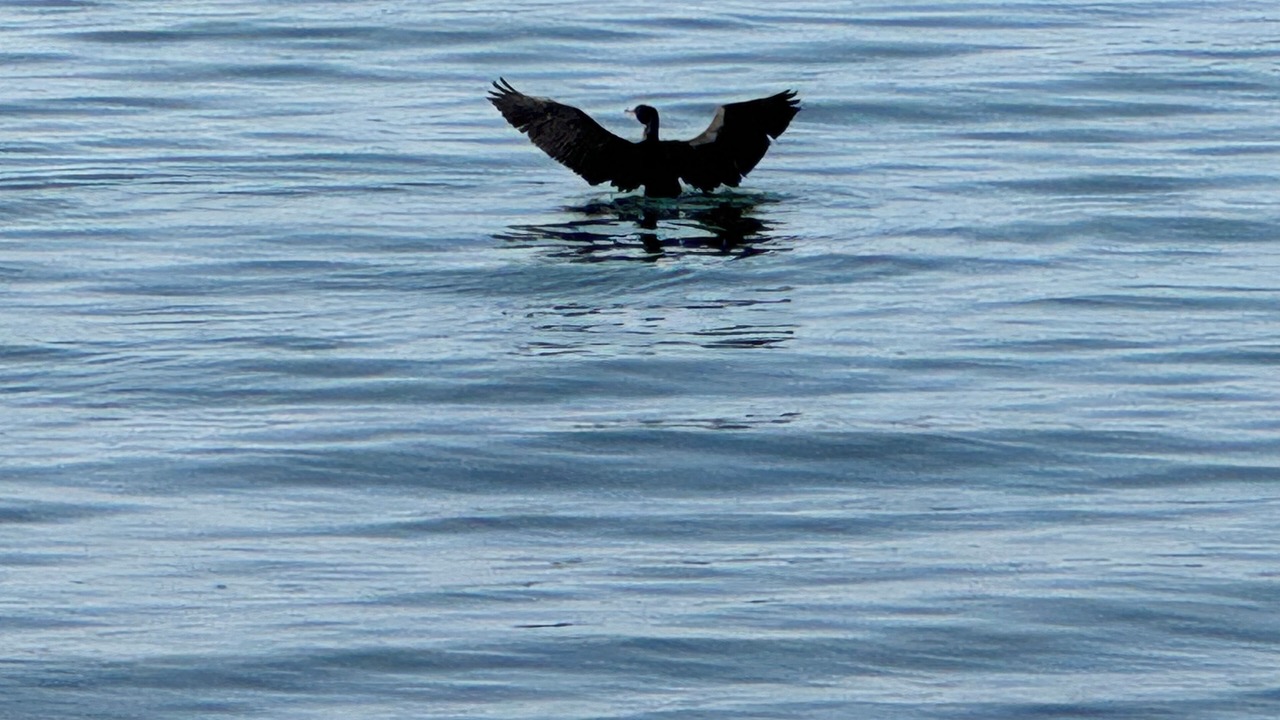 Photo of Others in West Bay