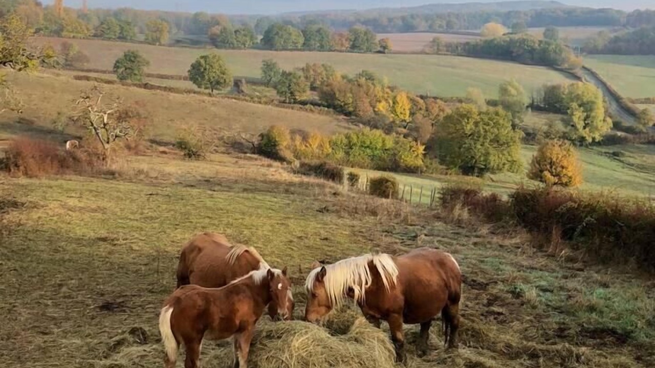 Photo of Others in Saint-Ythaire