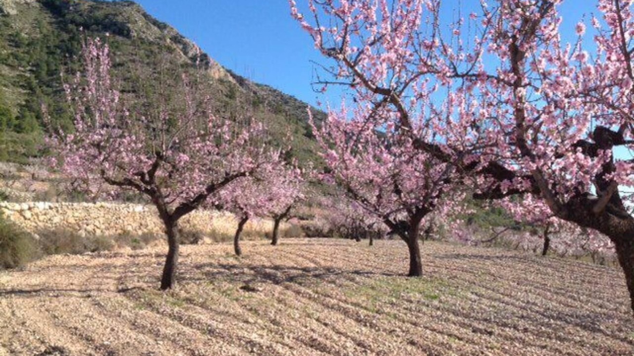 Photo of Others in Los Montesinos