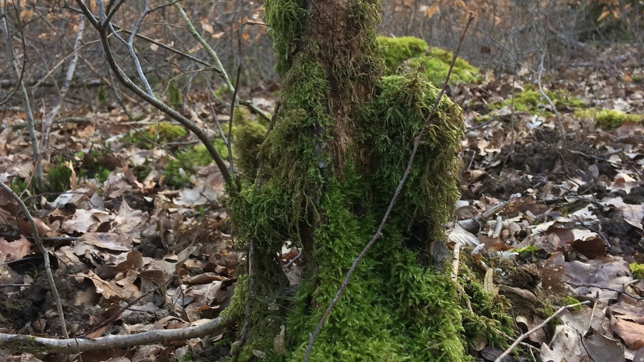 Photo of Others in Narcy