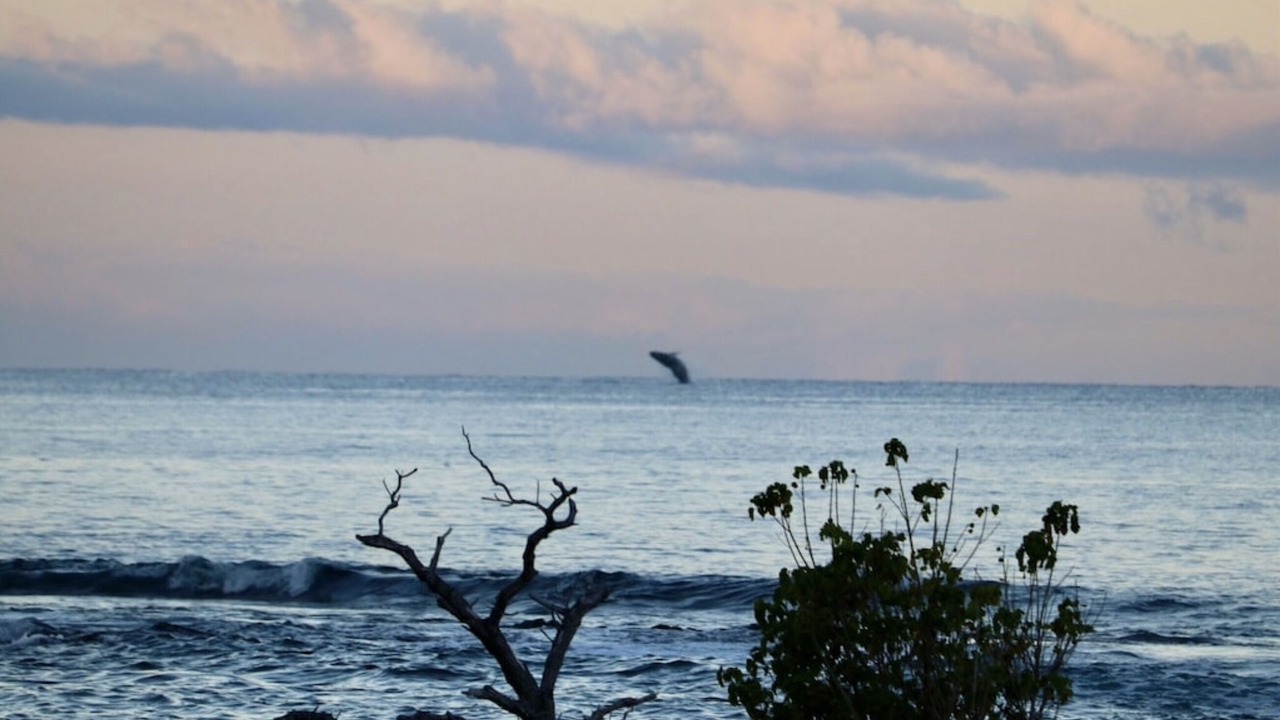 Photo of Others in Puako