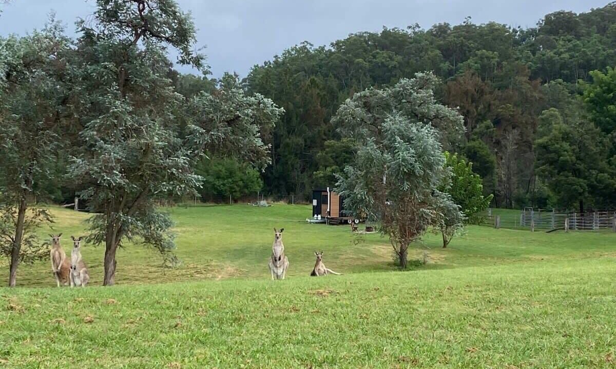 Photo of Others in Wollombi