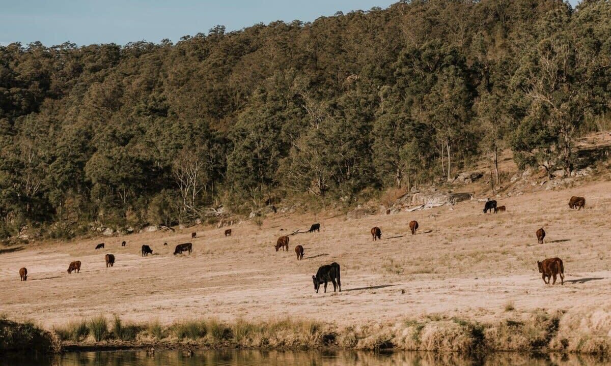Photo of Others in Wollombi