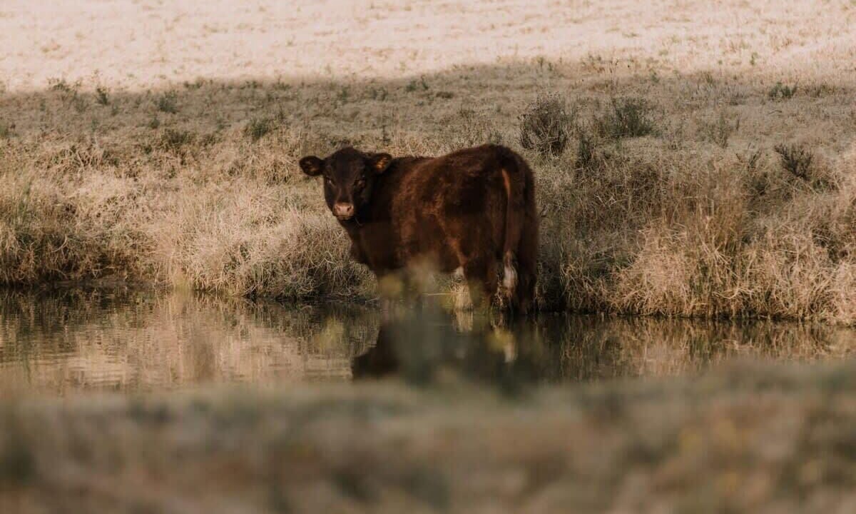 Photo of Others in Wollombi