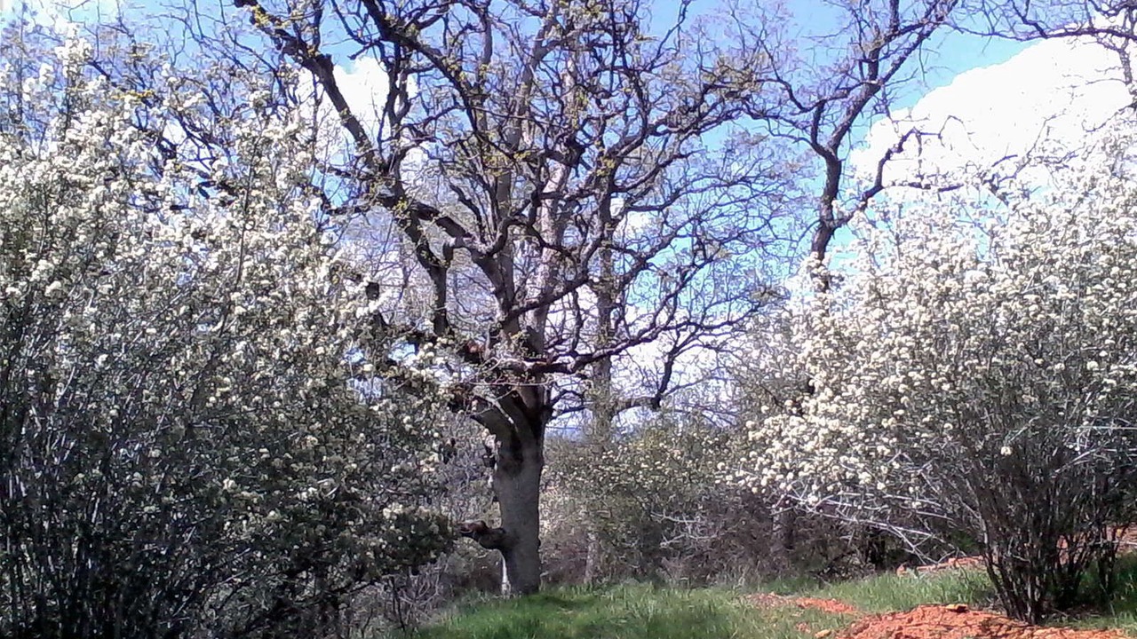 Photo of Others in Midpines