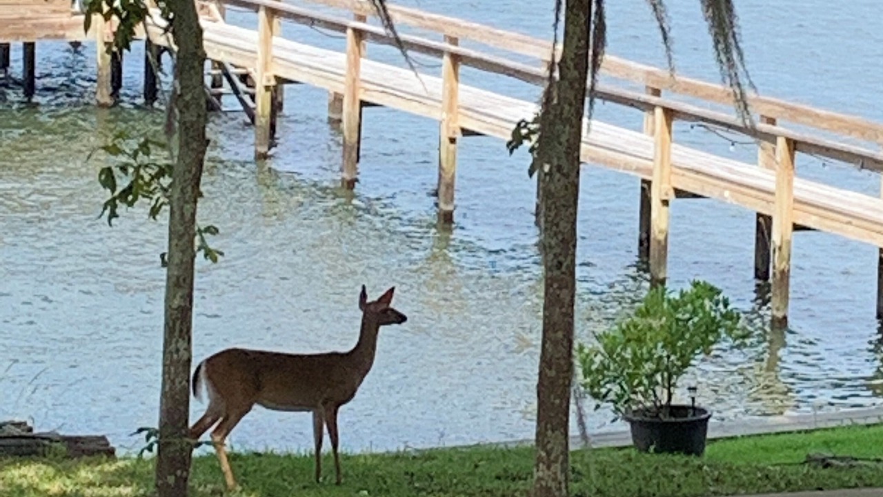 Photo of Others in Eutawville