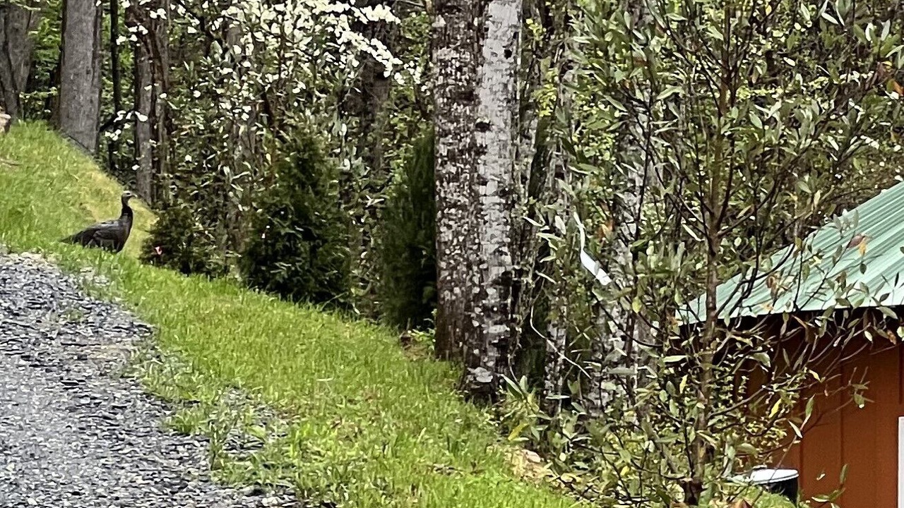Photo of Others in Cherokee