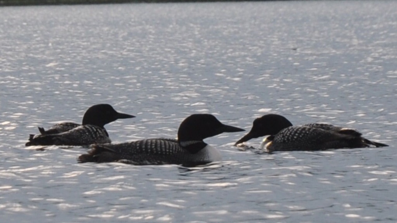 Photo of Others in Sharbot Lake