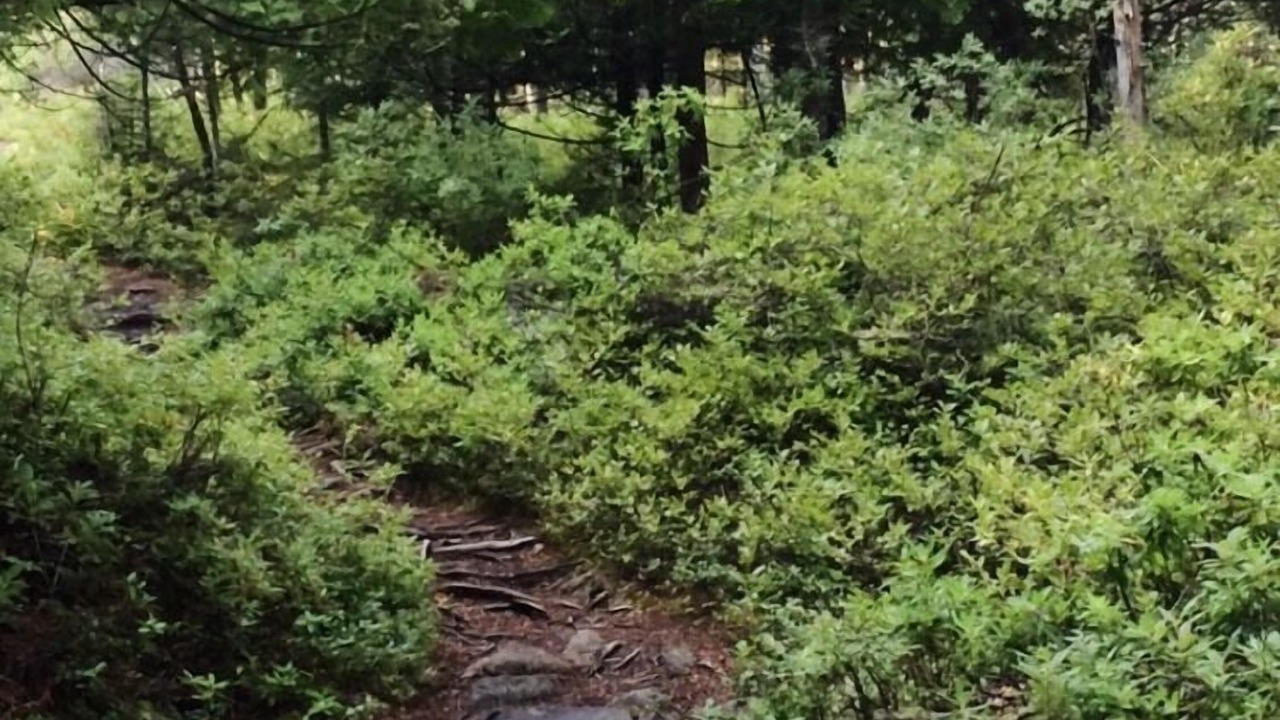 Photo of Others in Steuben