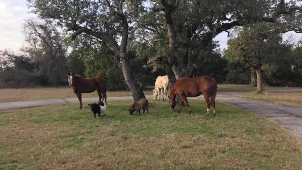 Photo of Others in Liberty Hill