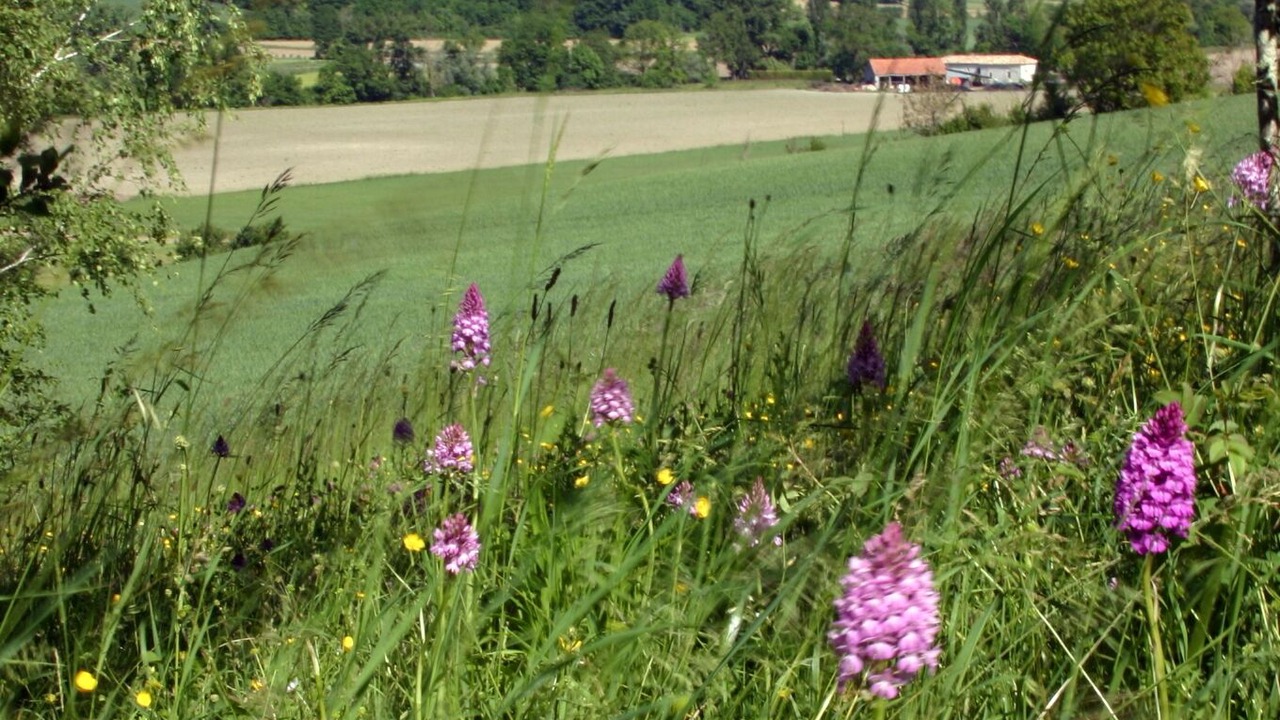Photo of Outdoor in Tournon-d'Agenais