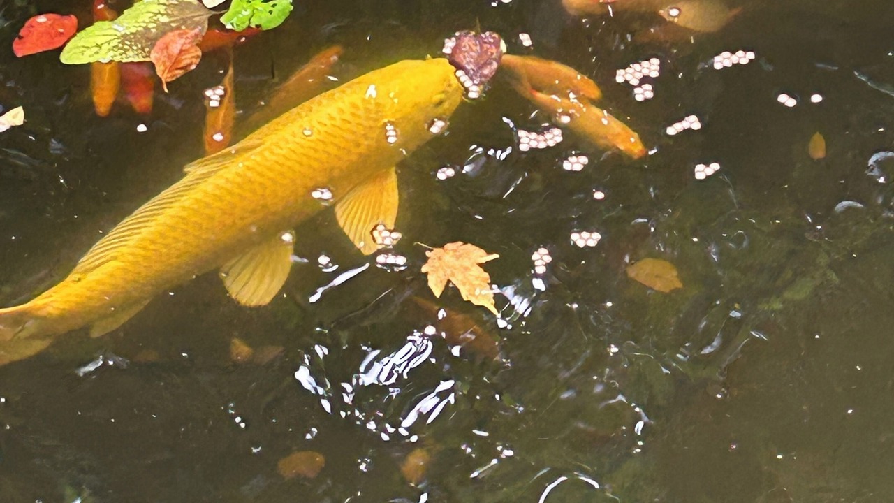 Photo of Others in Willgottheim